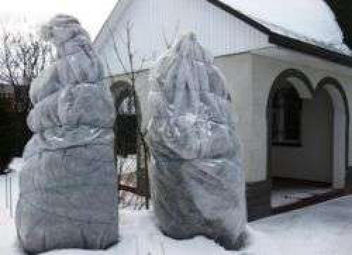 Как укрыть саженцы туи на зиму. Как укрыть тую на зиму?