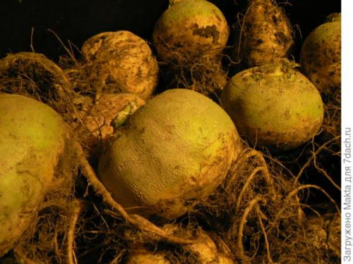 Брюква на руси. Брюква. Долгий путь на наш стол.