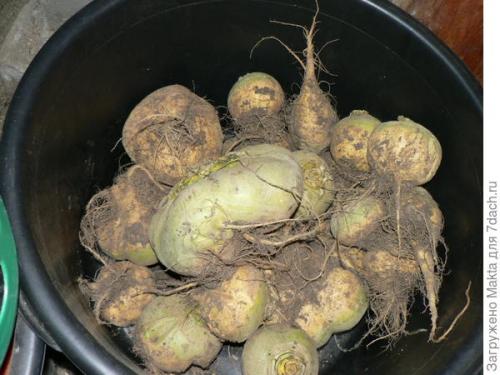 Брюква на руси. Брюква. Долгий путь на наш стол.