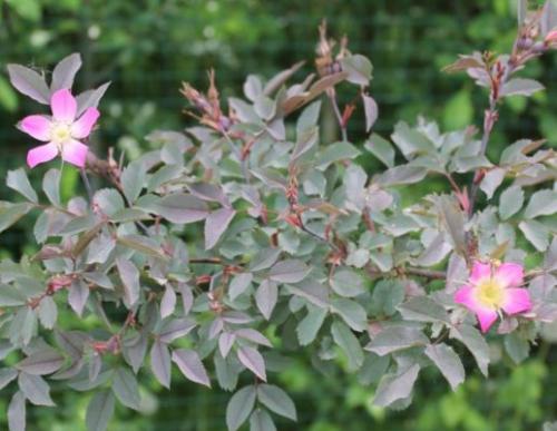 Шиповник, какой лучше. Описание растения