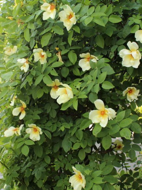 Из, какой страны роза. какая страна считается страной роз? 02