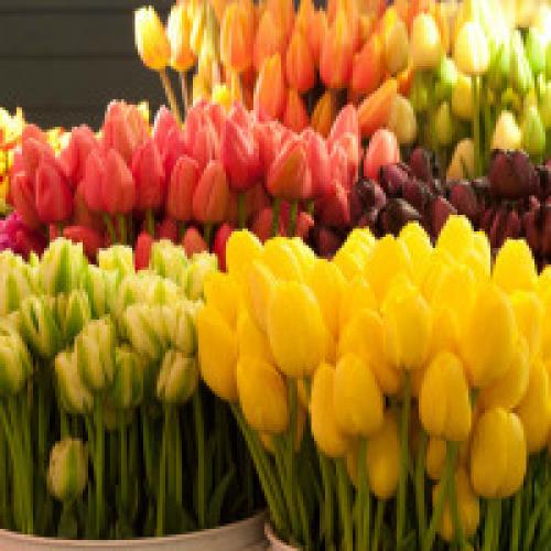Видовые тюльпаны. Лучшие сорта тюльпанов с фото и описанием