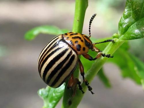 Колорадский жук интересные факты. Занимательные факты о колорадском жуке