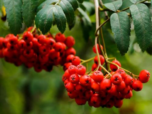 Как посадить рябину осенью из леса. Как правильно посадить рябину осенью? 08