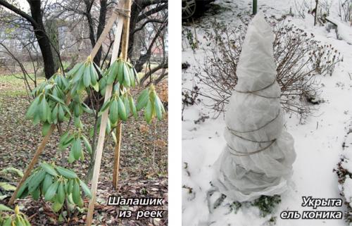 Чем укрыть можжевельник на зиму. Особенности ухода за можжевельником осенью и при подготовке к зиме — общие советы и рекомендации 03