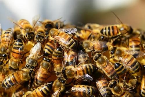 Почему осенью из улья улетают пчелы. Почему пчелы улетают из улья осенью