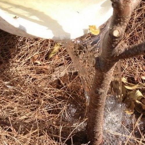 Когда заливать деревья на зиму. 2 Способы полива 06