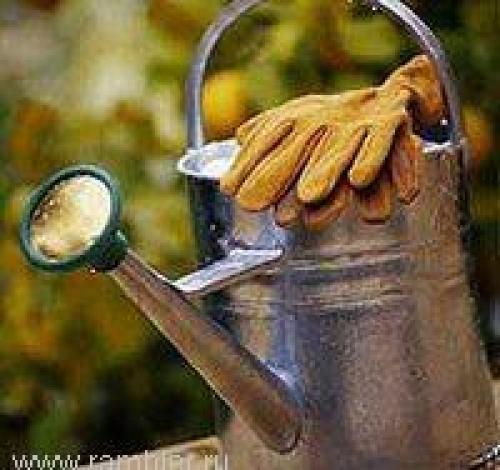 Как часто надо поливать молодые саженцы. Как и сколько нужно поливать плодовые деревья?