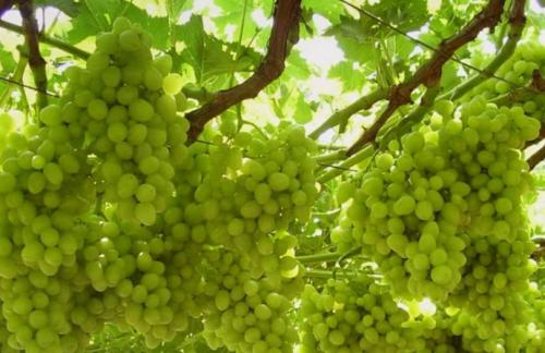 Аркадия виноград расстояние между кустами. Виноград Аркадия — неустанный труженик наших виноградников