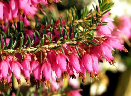 Вереск обыкновенный ред стар. Описание и фото лучших сортов вереска