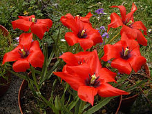 Тюльпан линифолия. Тюльпан льнолистный