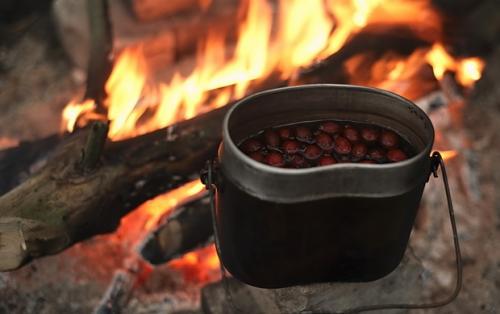 Когда поспевает шиповник в россии. Когда собирать шиповник 14