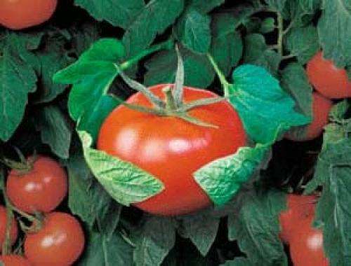 В чем разница томаты и помидоры. Отличие томата от помидора
