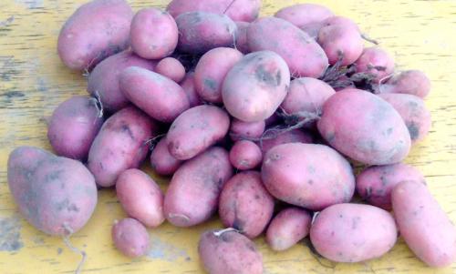 Как варить картошку?