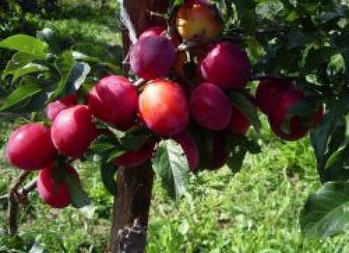 Когда яблони начинают плодоносить. На, какой год начинает плодоносить яблоня после посадки саженцев 02