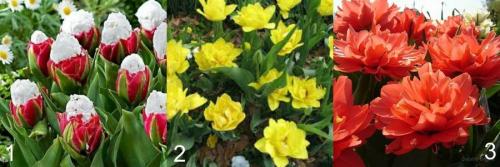 Ботанические тюльпаны посадка и уход. Ботанические тюльпаны для вашего сада 02
