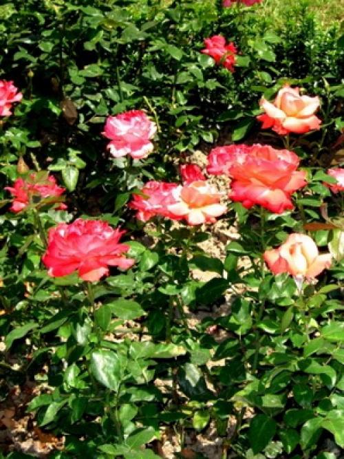 Из, какой страны роза. какая страна считается страной роз? 09