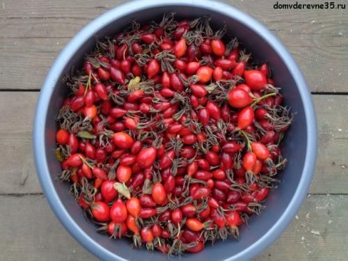 Когда поспевает шиповник в россии. Когда собирать шиповник