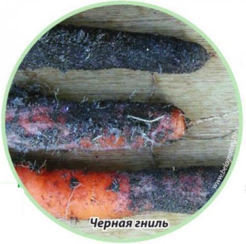 Белая плесень на моркови. Как понять, не заболела ли морковка? И, как ее спасти?