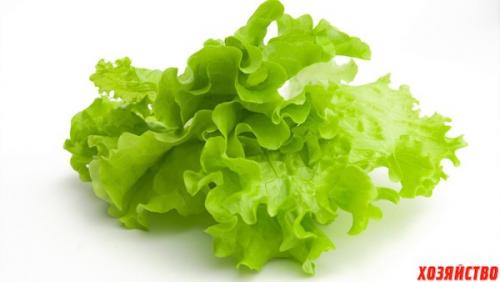 Где лучше сажать смородину в тени или на солнце