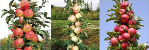 Когда яблони начинают плодоносить. На, какой год начинает плодоносить яблоня после посадки саженцев 03