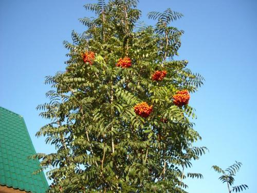 Рябина на дачном участке. Какой сорт рябины лучше всего подойдет для дачного участка?