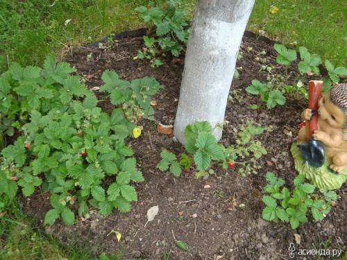 Можно ли сажать рядом одноразовую и многоразовую клубнику. Лучшие и худшие соседи для клубники.