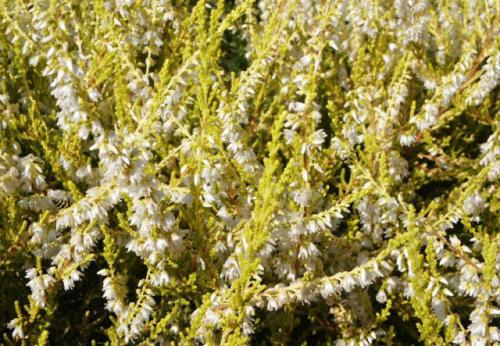 Вереск обыкновенный ред стар. Описание и фото лучших сортов вереска