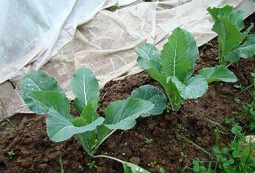 Брюква чем отличается от репы. Чем выделяется брюква от репы 06