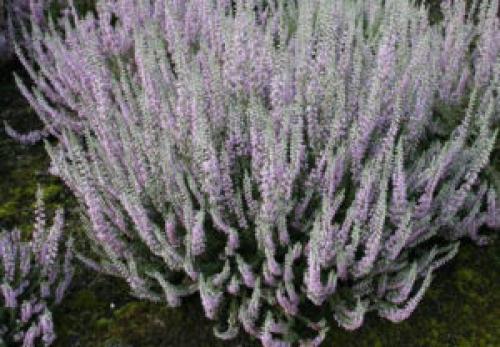 Вереск обыкновенный ред стар. Описание и фото лучших сортов вереска