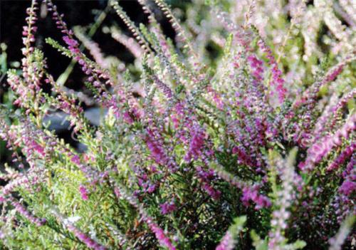 Вереск обыкновенный ред стар. Описание и фото лучших сортов вереска