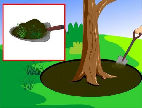 Что посадить под грушей. Как сделать клумбу под деревом