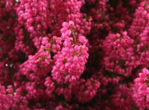 Вереск обыкновенный ред стар. Описание и фото лучших сортов вереска