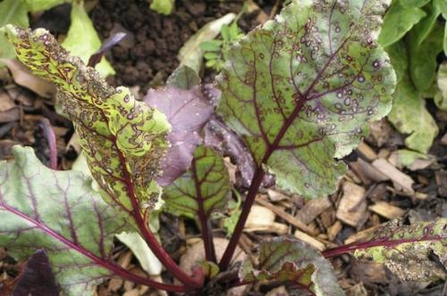 Почему свекла мелкая выросла. Почему свекла вырастает мелкой? Легко устраним эту проблему 12