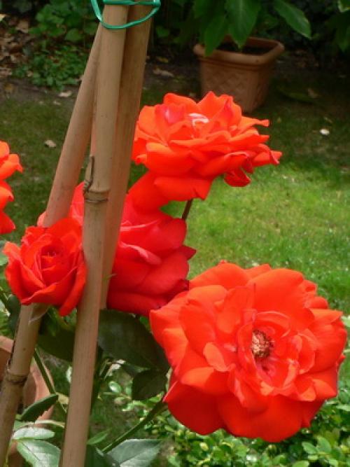 Из, какой страны роза. какая страна считается страной роз? 13