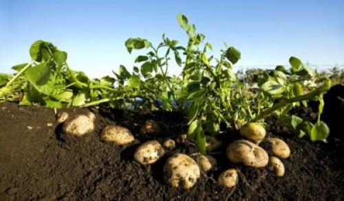 Почему картошка мелкая выросла. Почему не растет картофель
