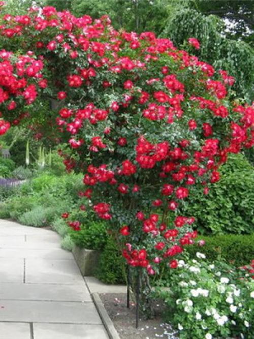 Из, какой страны роза. какая страна считается страной роз? 06