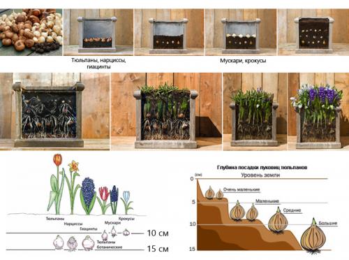 Как сажать тюльпаны дома. Волшебная клумба на подоконнике: Как посадить и вырастить тюльпаны в домашних условиях