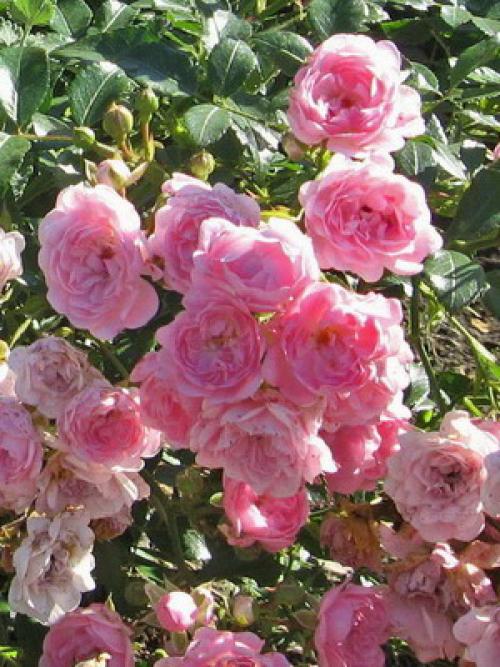 Из, какой страны роза. какая страна считается страной роз? 01