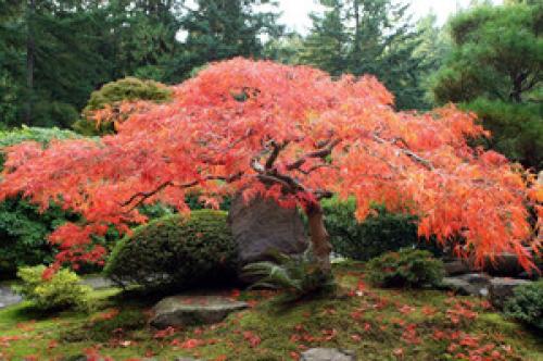 Клен красный японский веерный. Общая информация с описанием сортов 03