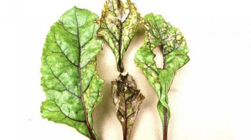 Почему свекла мелкая выросла. Почему свекла вырастает мелкой? Легко устраним эту проблему 09