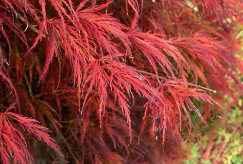 Клен красный японский веерный. Общая информация с описанием сортов