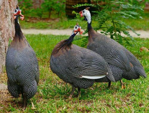 Когда колорадский жук появился в россии. Происхождение и описание 03