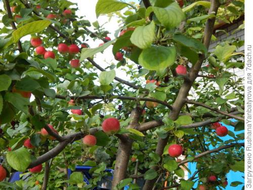 Как вырастить ранетку. Стресс, или Как яблоня ранетка начала плодоносить