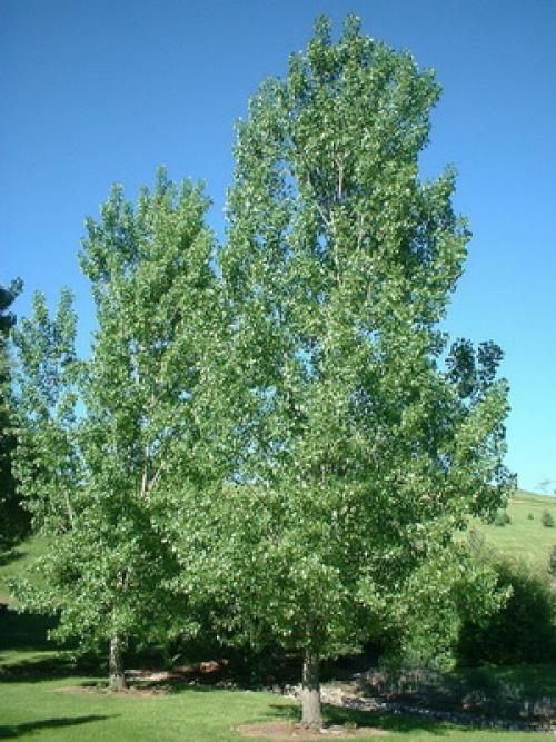 Декоративные деревья и кустарники Клен. Заключение 06