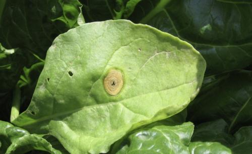 Почему свекла мелкая выросла. Почему свекла вырастает мелкой? Легко устраним эту проблему 10