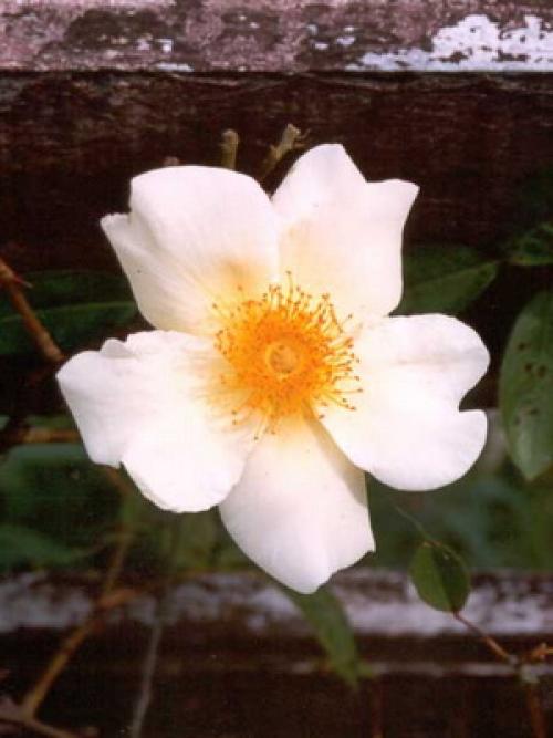 Из, какой страны роза. какая страна считается страной роз? 03