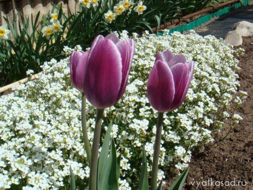 Соседи тюльпанов. Тюльпаны и компания