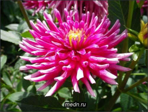 Хранение георгин в холодильнике. Как сохранить клубни георгинов в городской квартире 01