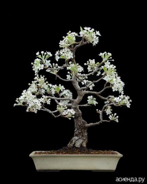 Груша из семечки форум. Возможно ли из одной семечки вырастить грушу?